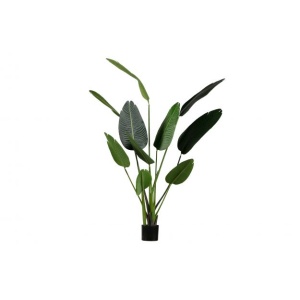 Strelitzia Kunstplant Groen 164cm